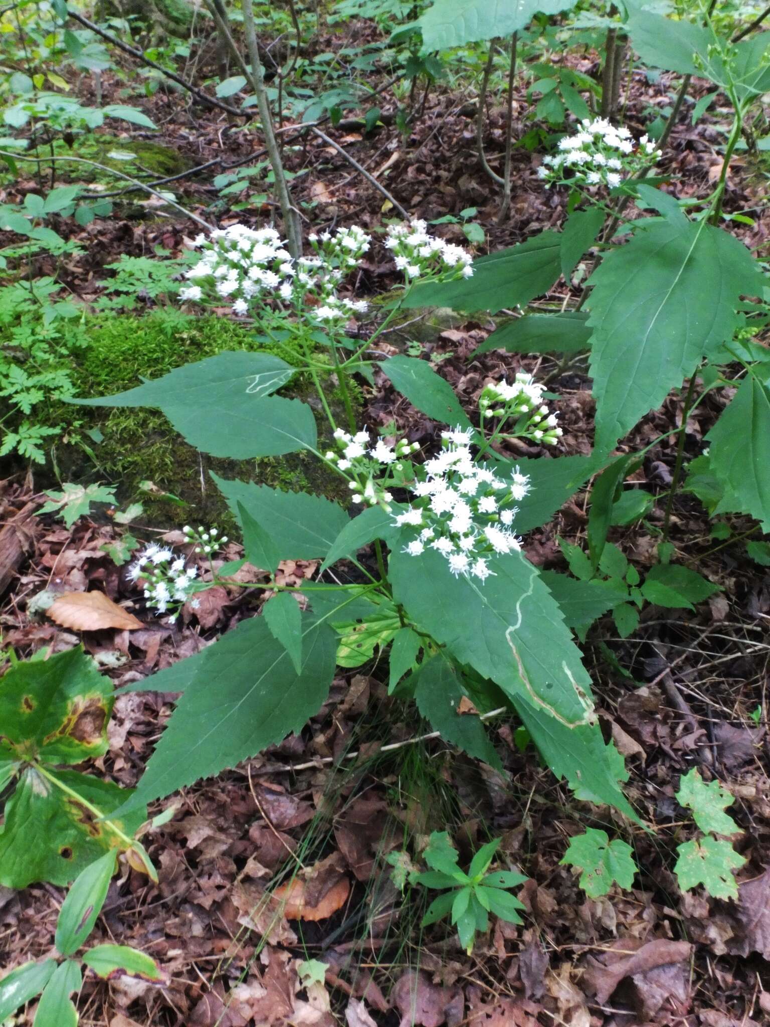 Imagem de Ageratina altissima var. angustata (A. Gray) Clewell & Woot.