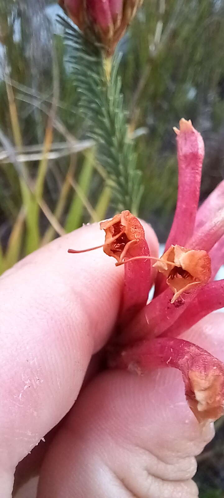 Image of Erica fascicularis L. fil.