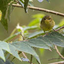 Imagem de Phylloscopus nigrorum (Moseley 1891)