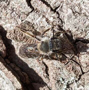 Andrena tridens Robertson 1902的圖片