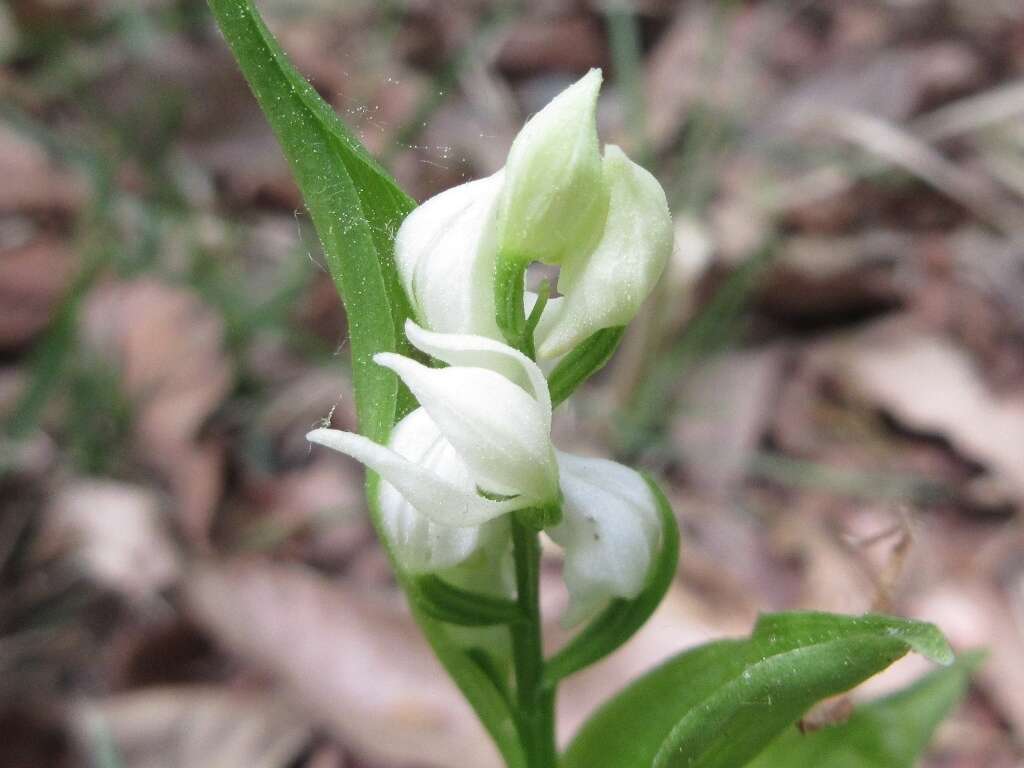 Cephalanthera longibracteata Blume的圖片