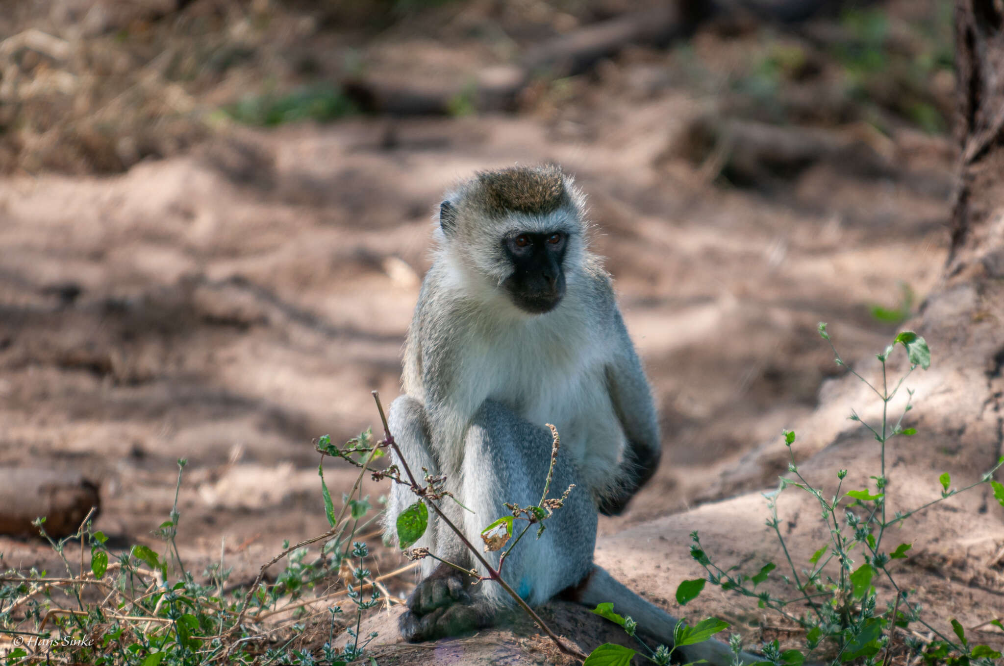 Image of Reddish-green Vervet Monkey