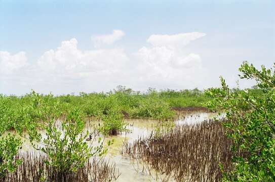 Image of Black Mangrove