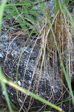 Image of Northern death adder