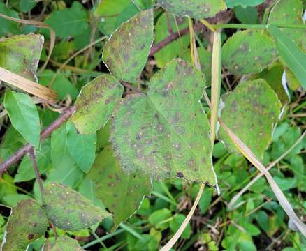 Image of Sphaerulina westendorpii (Westend.) Verkley, Quaedvl. & Crous 2013