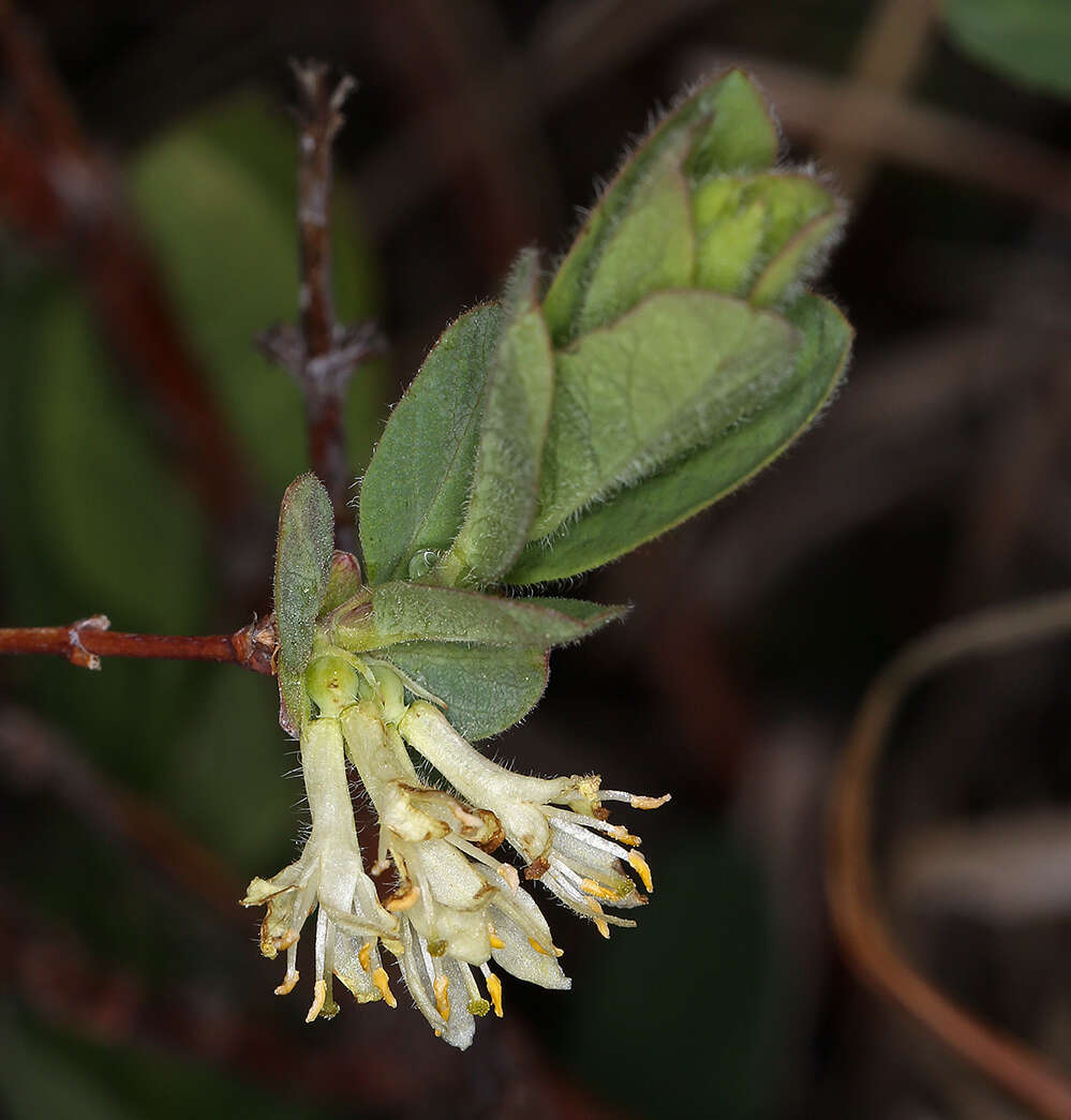 Imagem de Lonicera caerulea var. cauriana (Fern.) Boivin