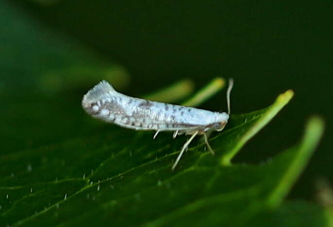 Imagem de Argyresthia retinella Zeller 1839