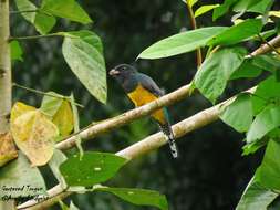 Image of Gartered Trogon