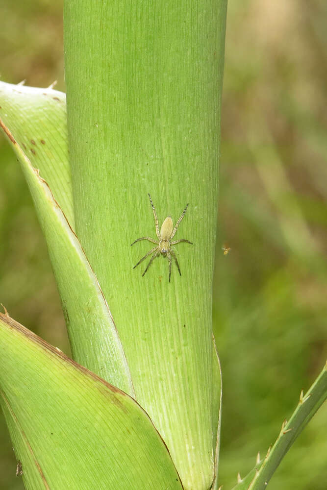 Image of Arachosia proseni (Mello-Leitão 1944)