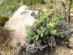 Image of Corpuscularia lehmannii (Eckl. & Zeyh.) Schwant.