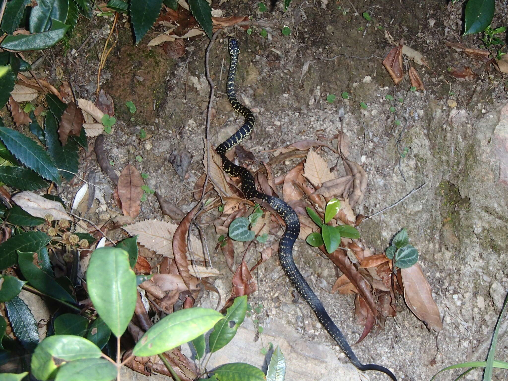 Image of Broad-headed Snake