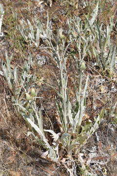 Image of Ashland thistle