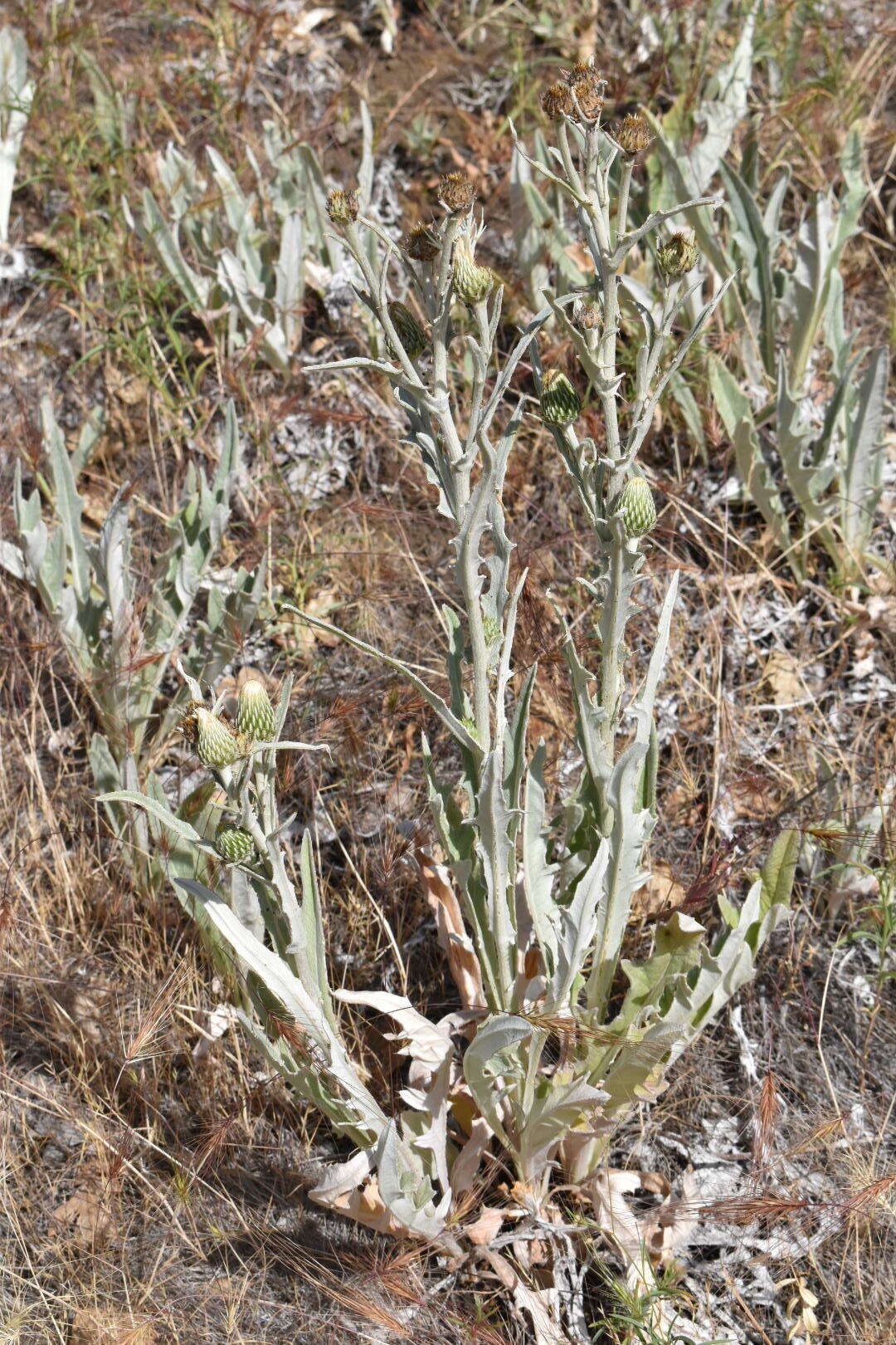 Cirsium ciliolatum (Henderson) J. T. Howell的圖片