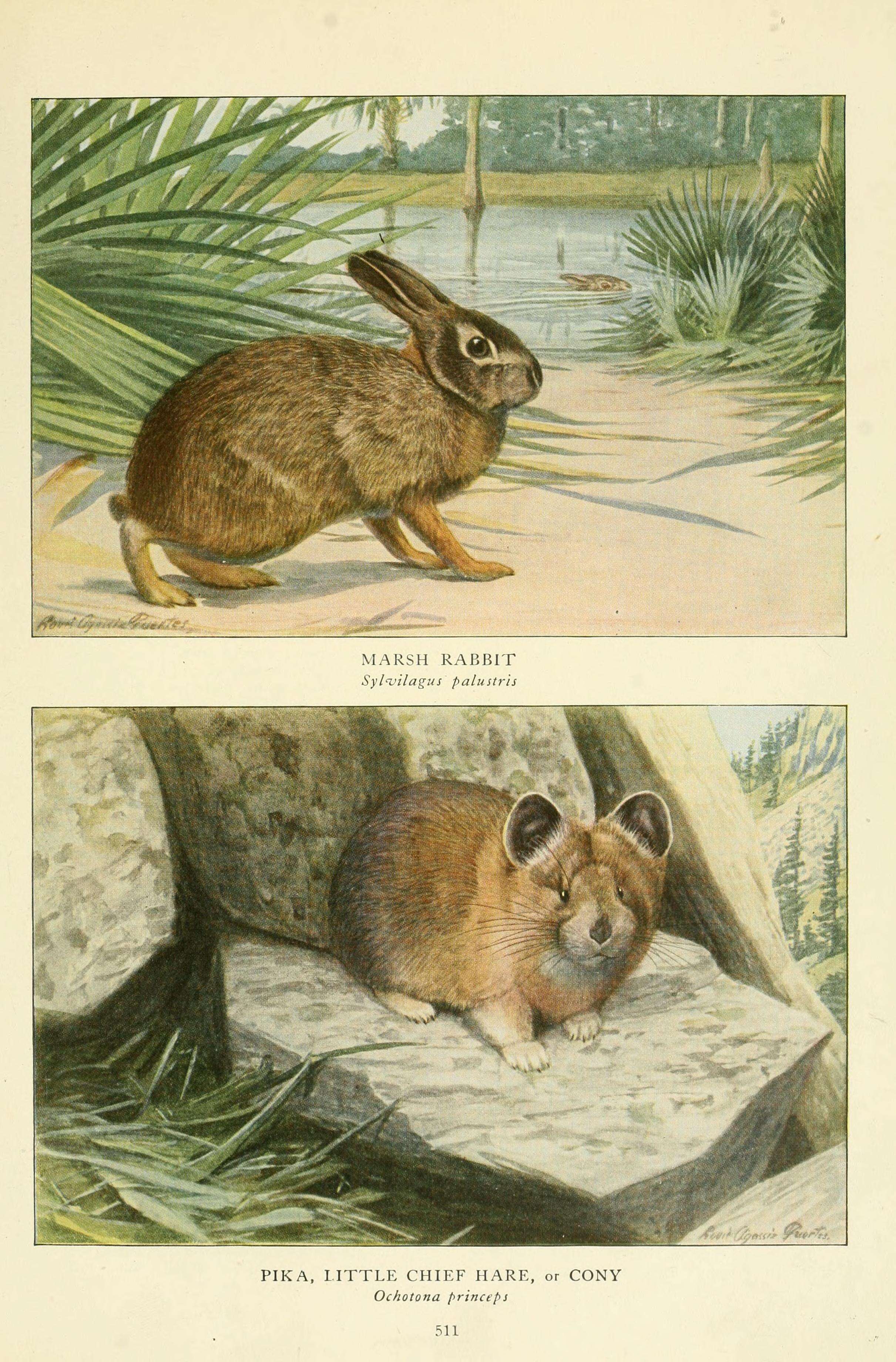 Image of Key Rabbit