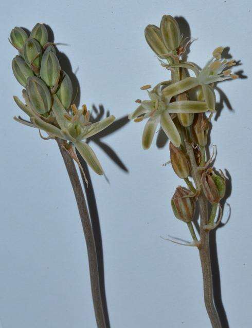 Image of Albuca unifolia (Retz.) J. C. Manning & Goldblatt