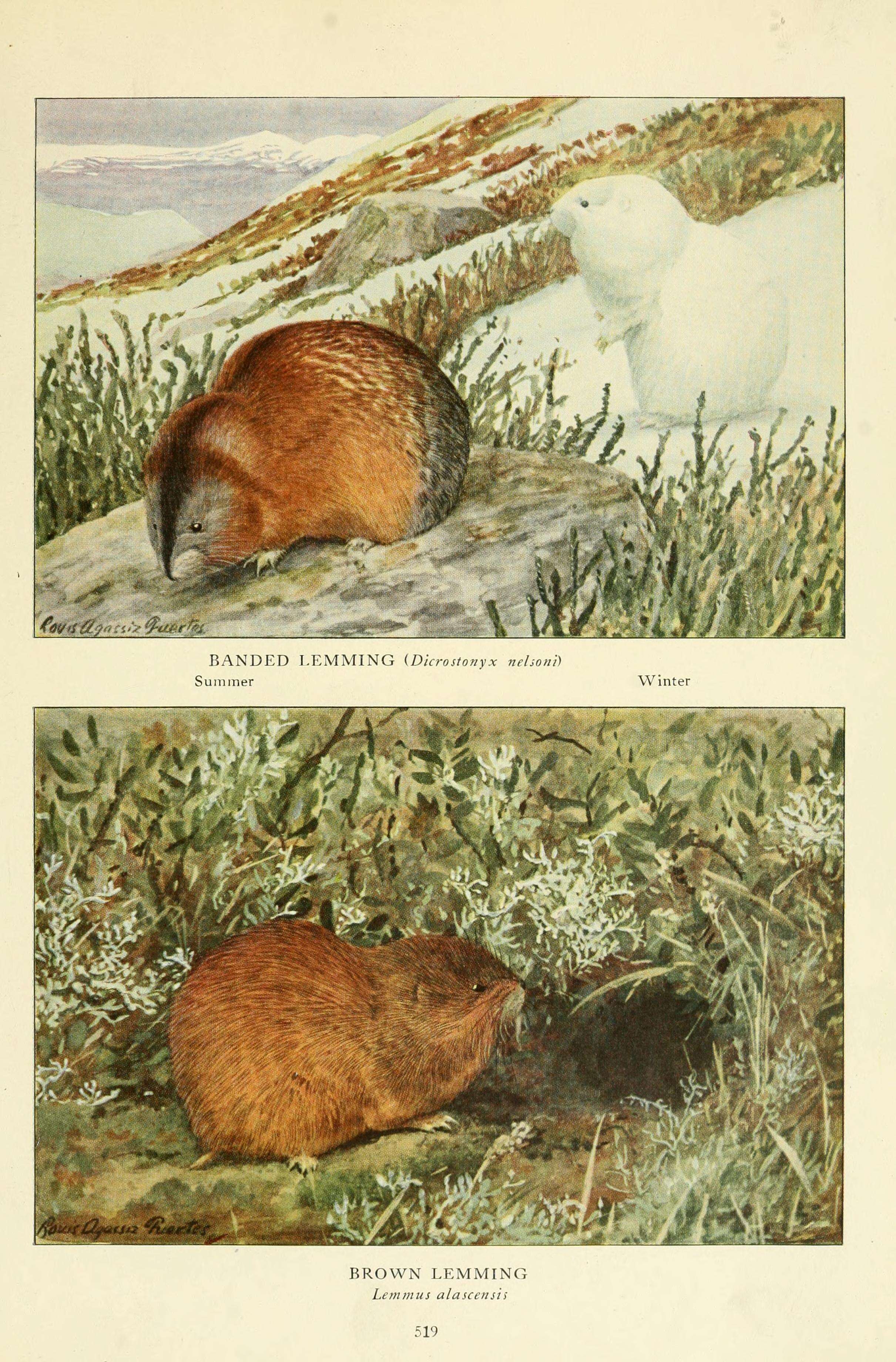 Image de Lemmus trimucronatus (Richardson 1825)