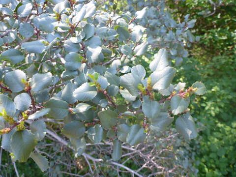 Image of Endotropis crocea (Nutt.) Hauenschild