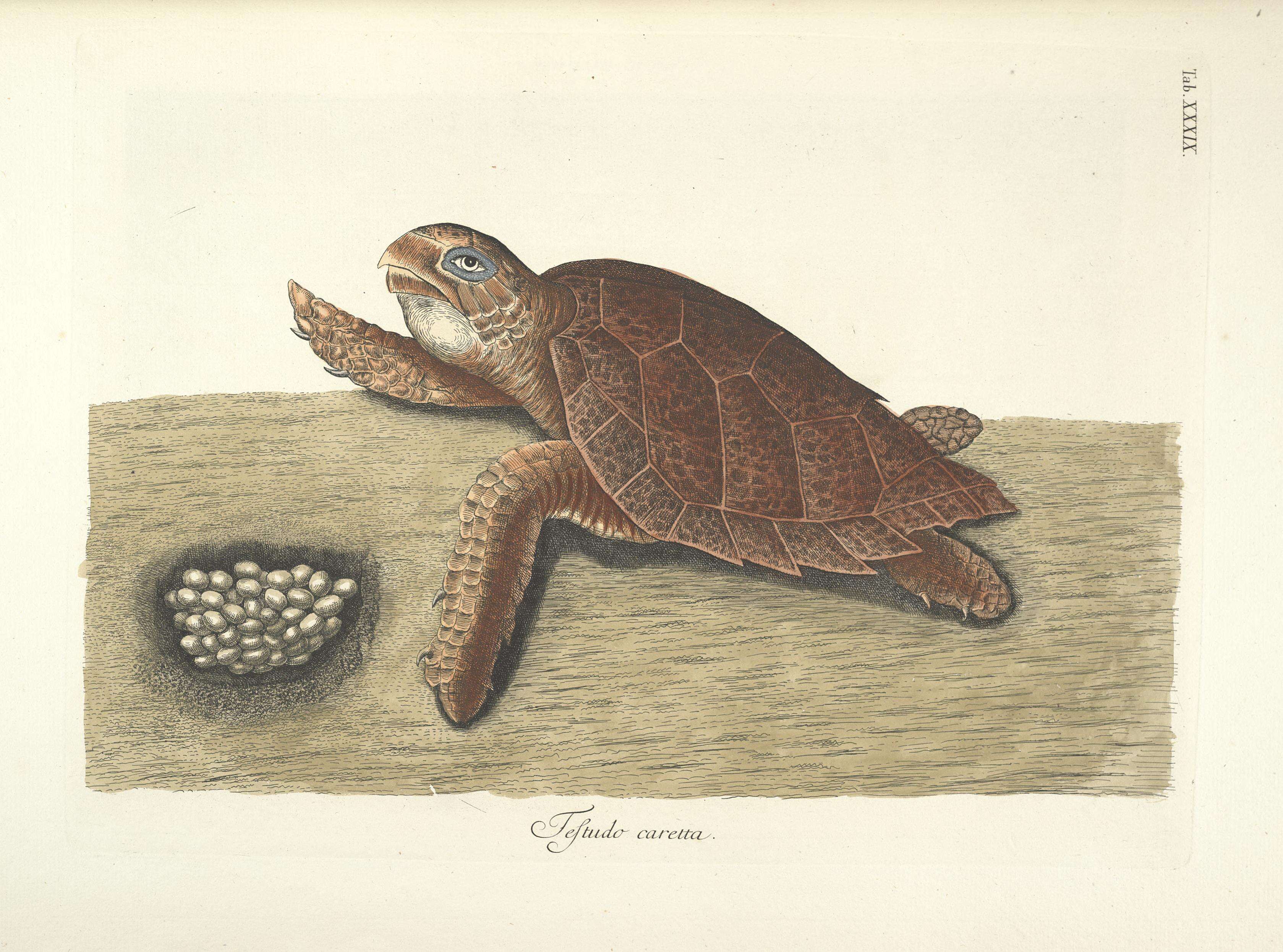 Image of Caretta