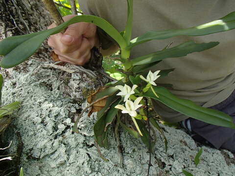 Слика од Angraecum crassum Thouars