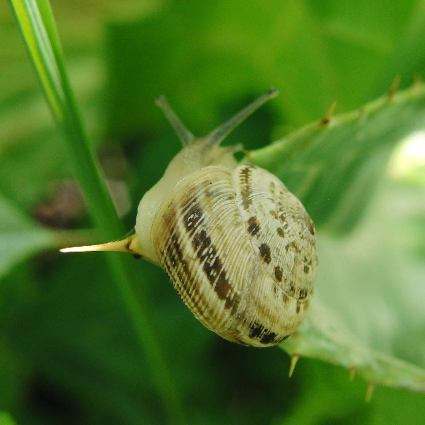 Image of Xerosecta reboudiana (Bourguignat 1863)