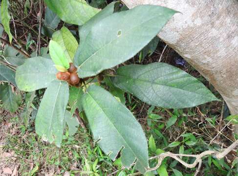 Image of Ficus simplicissima Lour.