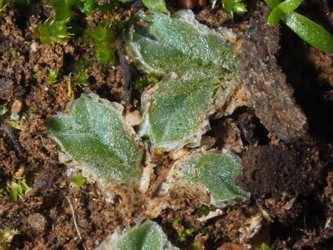 Image de Riccia lamellosa Raddi