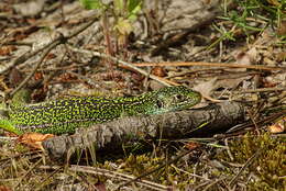 Image of Western Green Lizard