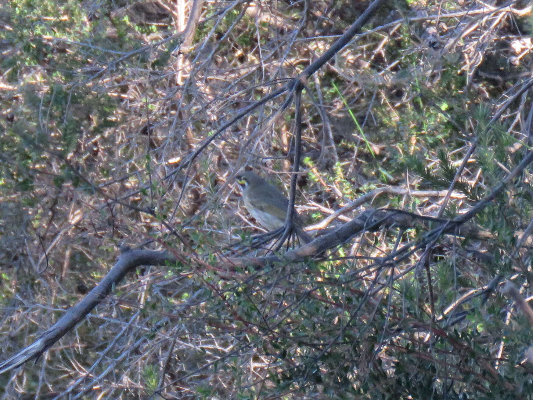 Image of Caligavis Honeyeaters