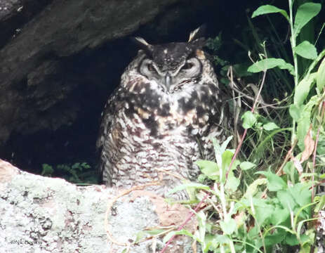 Image of Cape Eagle Owl