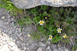 Image de Caltha leptosepala DC.