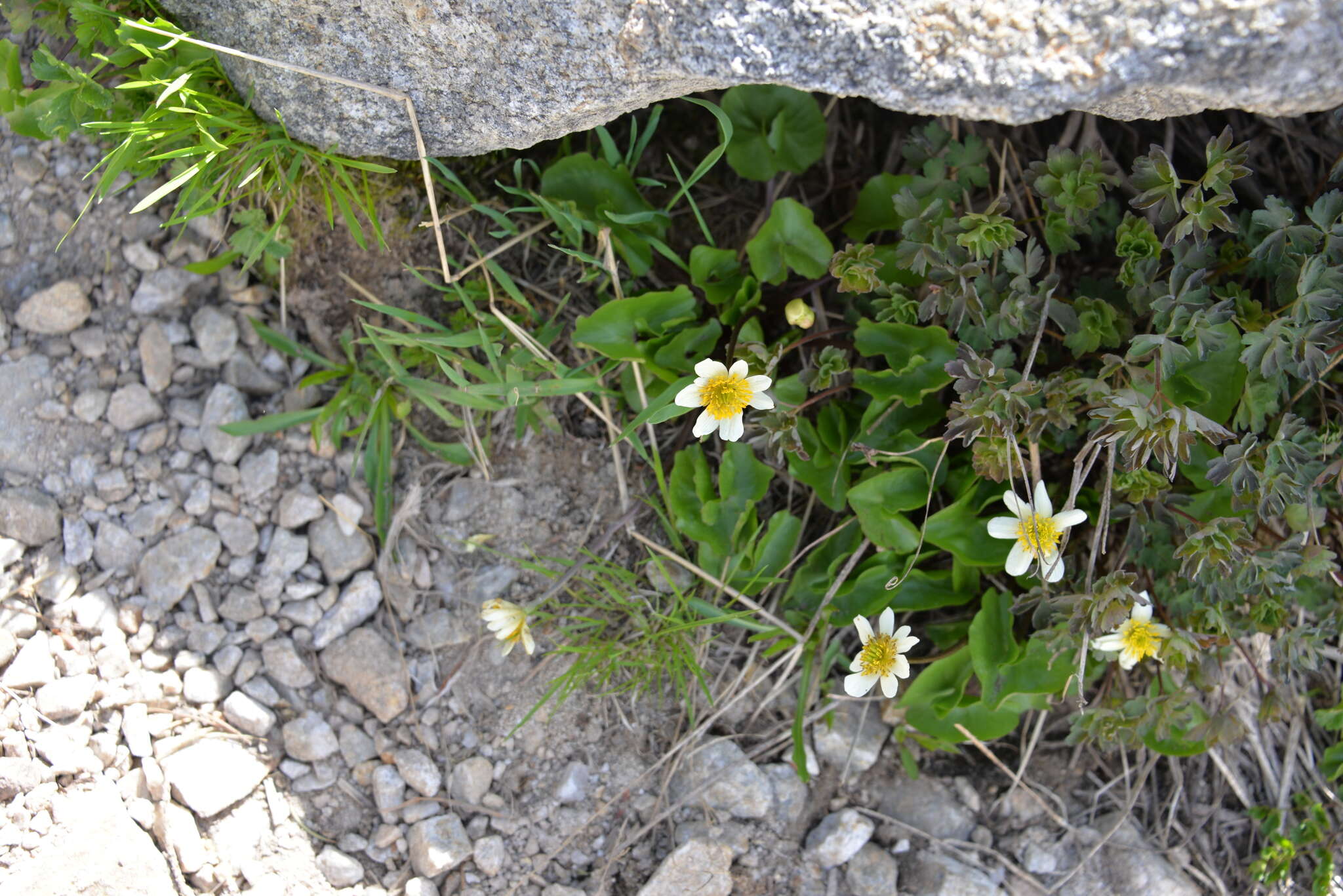 Image de Caltha leptosepala DC.