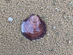 Image of Ballot's saucer scallop