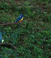 Image of Half-collared Kingfisher