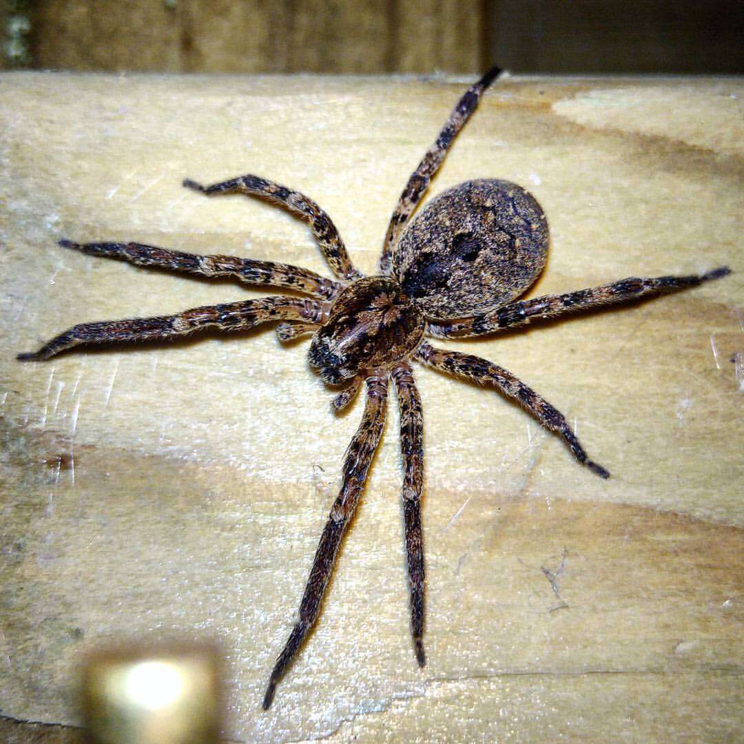 Image of Zoropsid spider