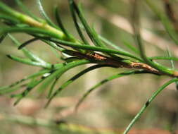 Cheiranthera alternifolia E. M. Bennett resmi