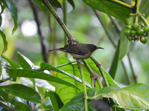 Image of Crimson-rumped Myzomela