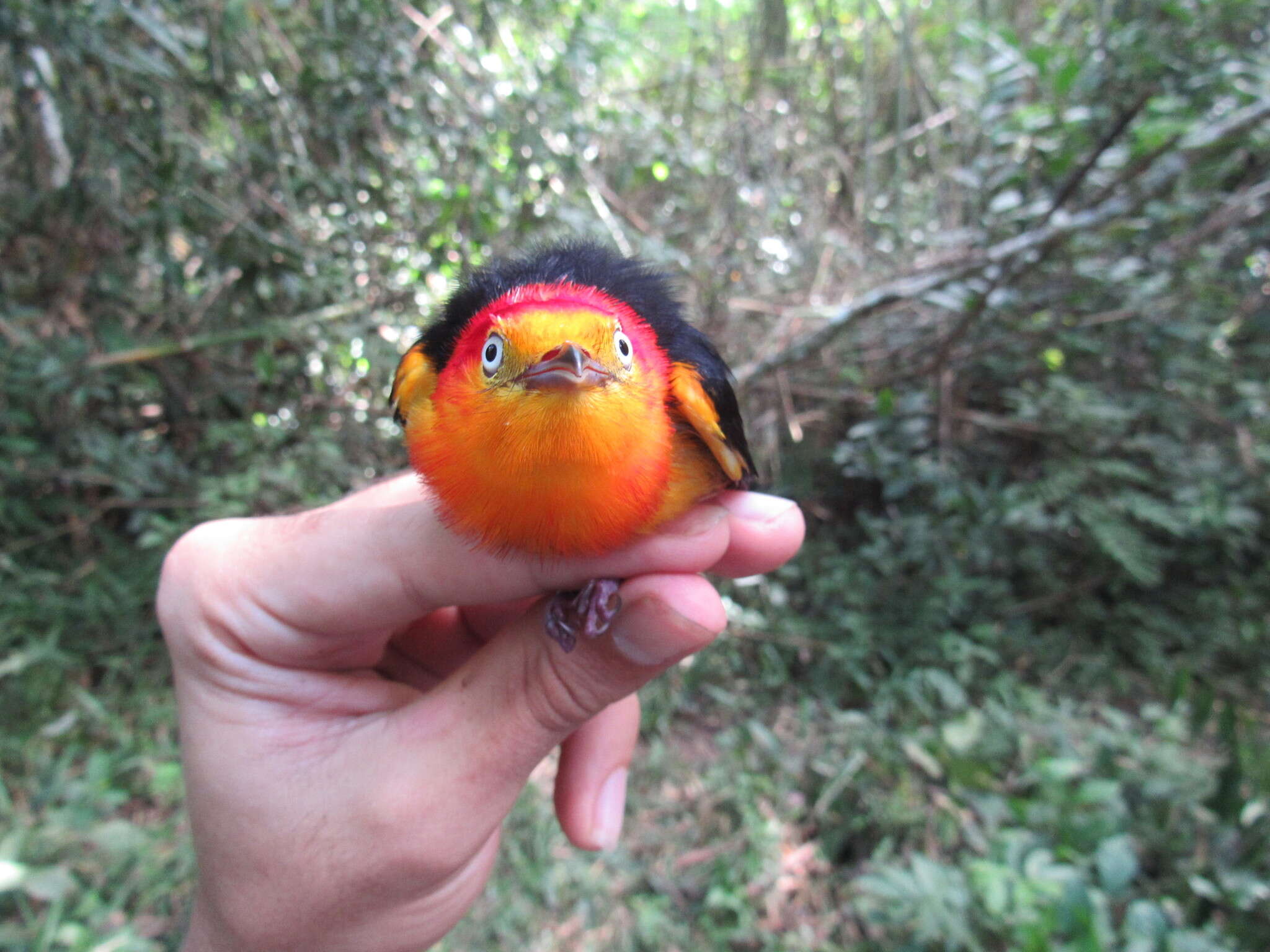 Image of Band-tailed Manakin