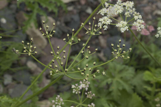 Image of Heracleum freynianum Somm. & Levier