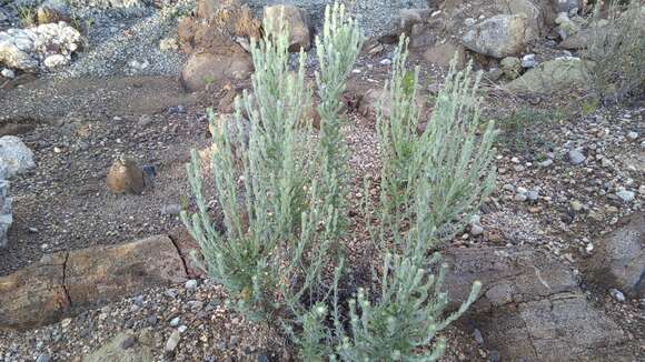 Image of Trans-Pecos horseweed