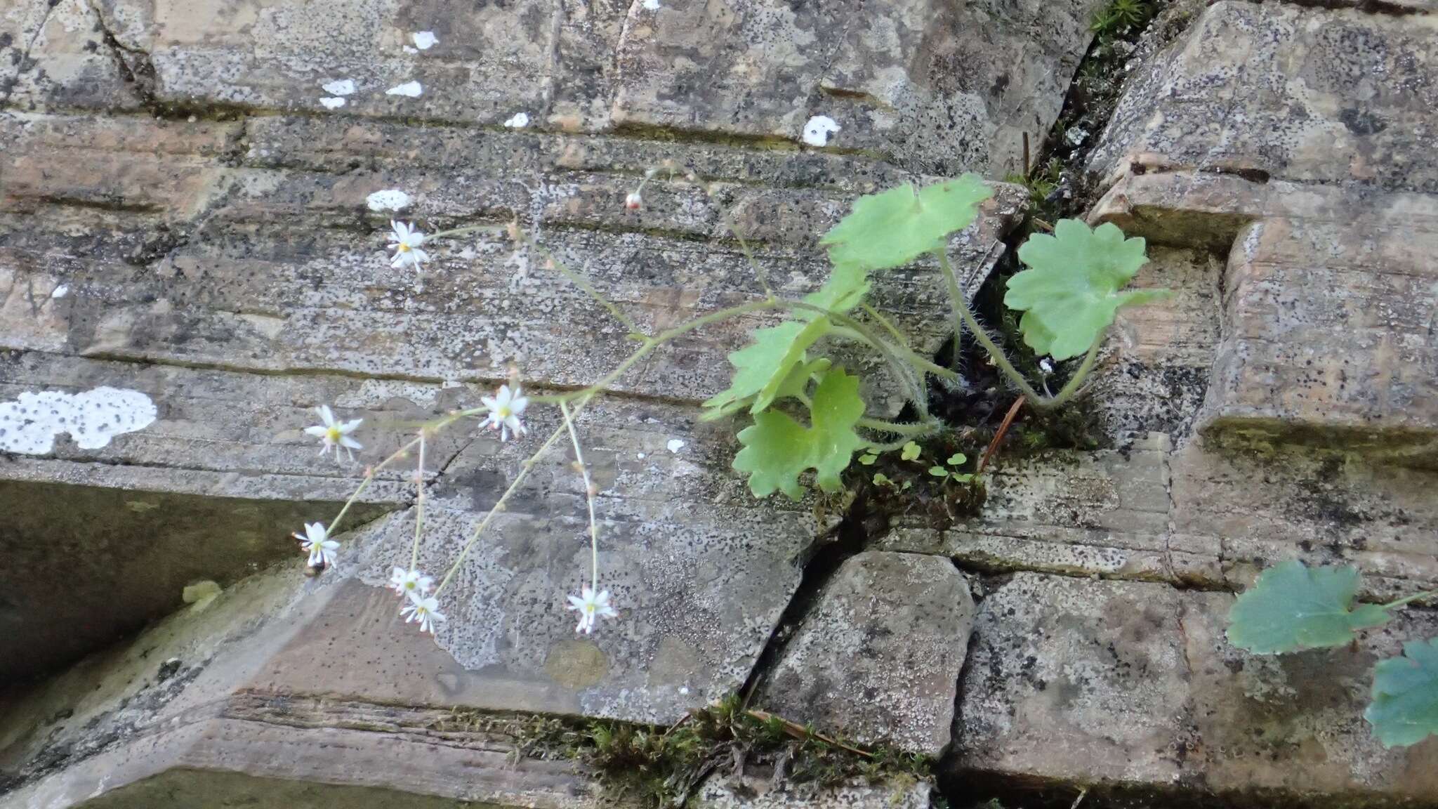 Image of wood saxifrage