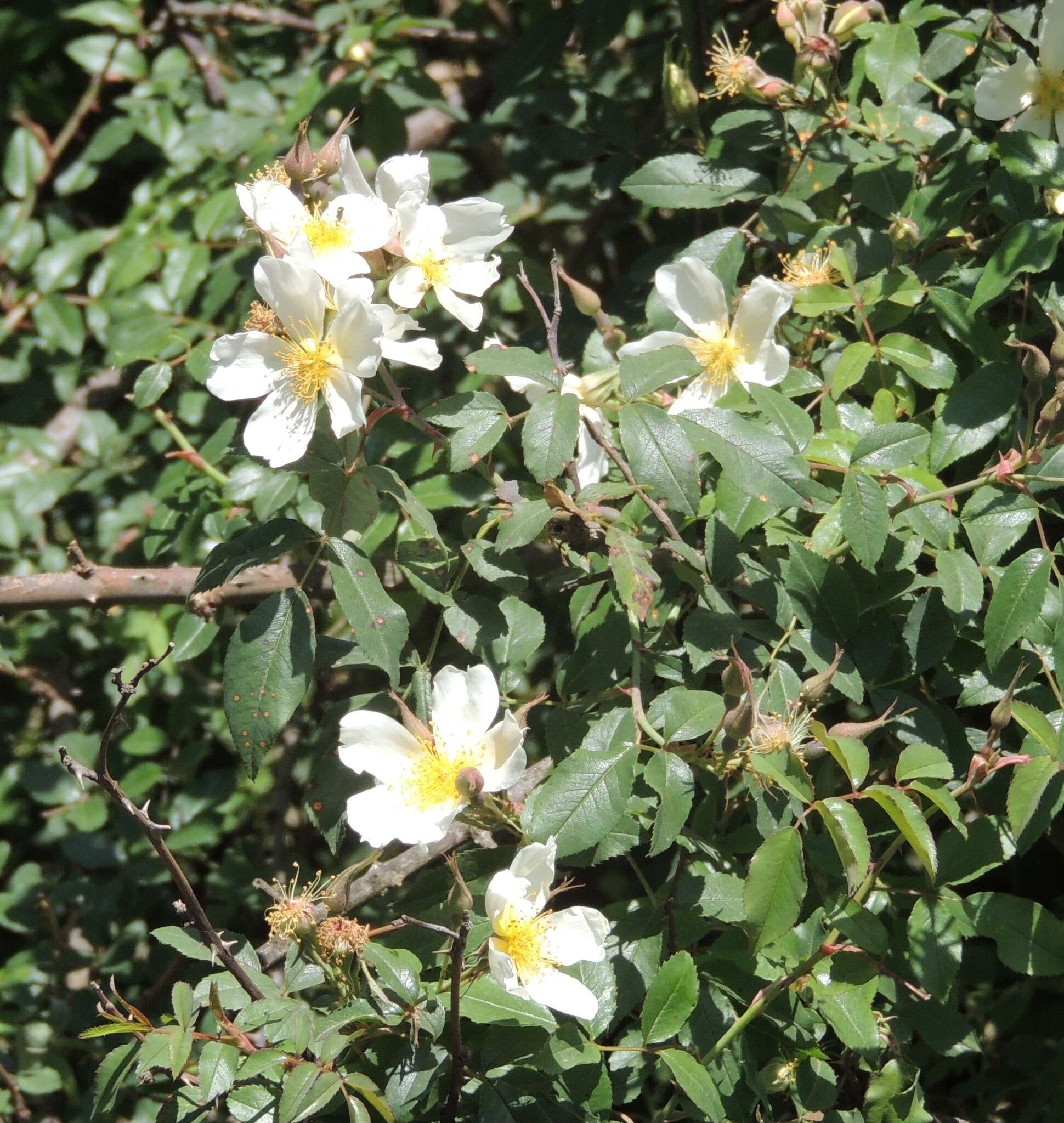 Image of Rosa abyssinica R. Br.