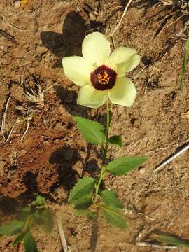 Image of Dwarf yellow hibiscus