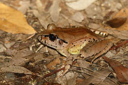 Image of Fleay’s Barred-frog