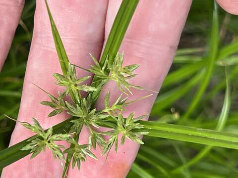 Image of Roadside Flat Sedge