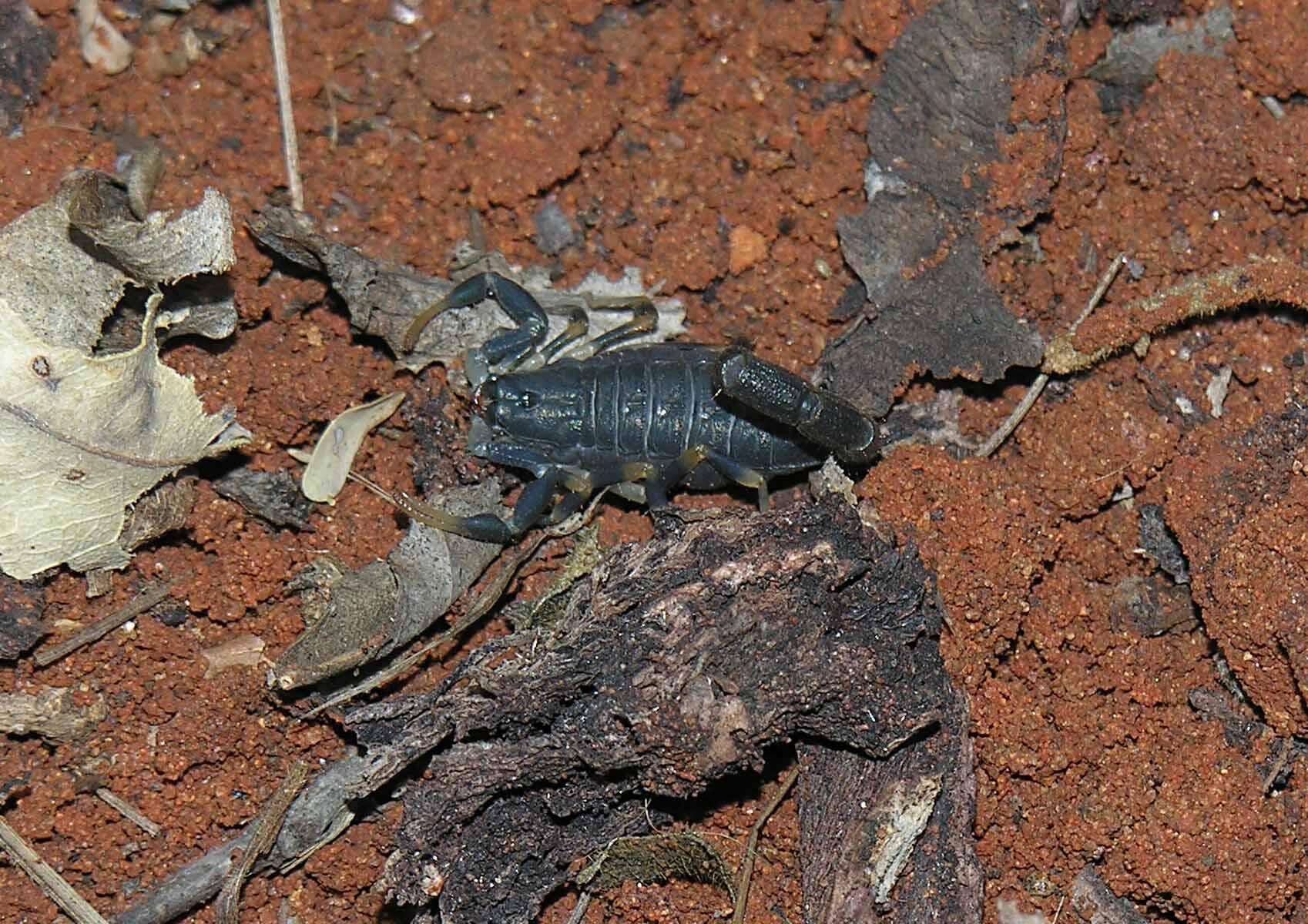 Image of Uroplectes olivaceus Pocock 1896