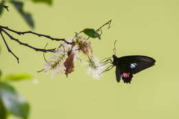 Sivun Parides zacynthus (Fabricius 1793) kuva