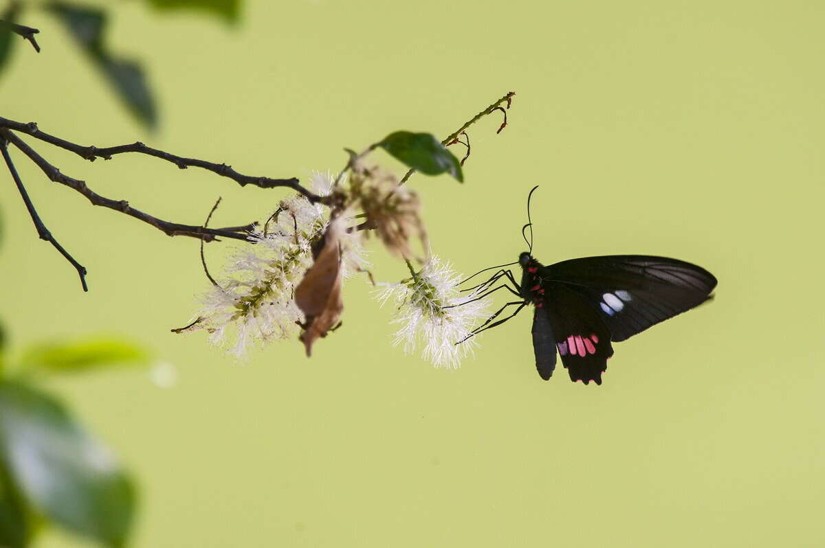 Image de Parides zacynthus (Fabricius 1793)