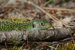 Image of Western Green Lizard