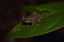 Image of Ansonia albomaculata Inger 1960