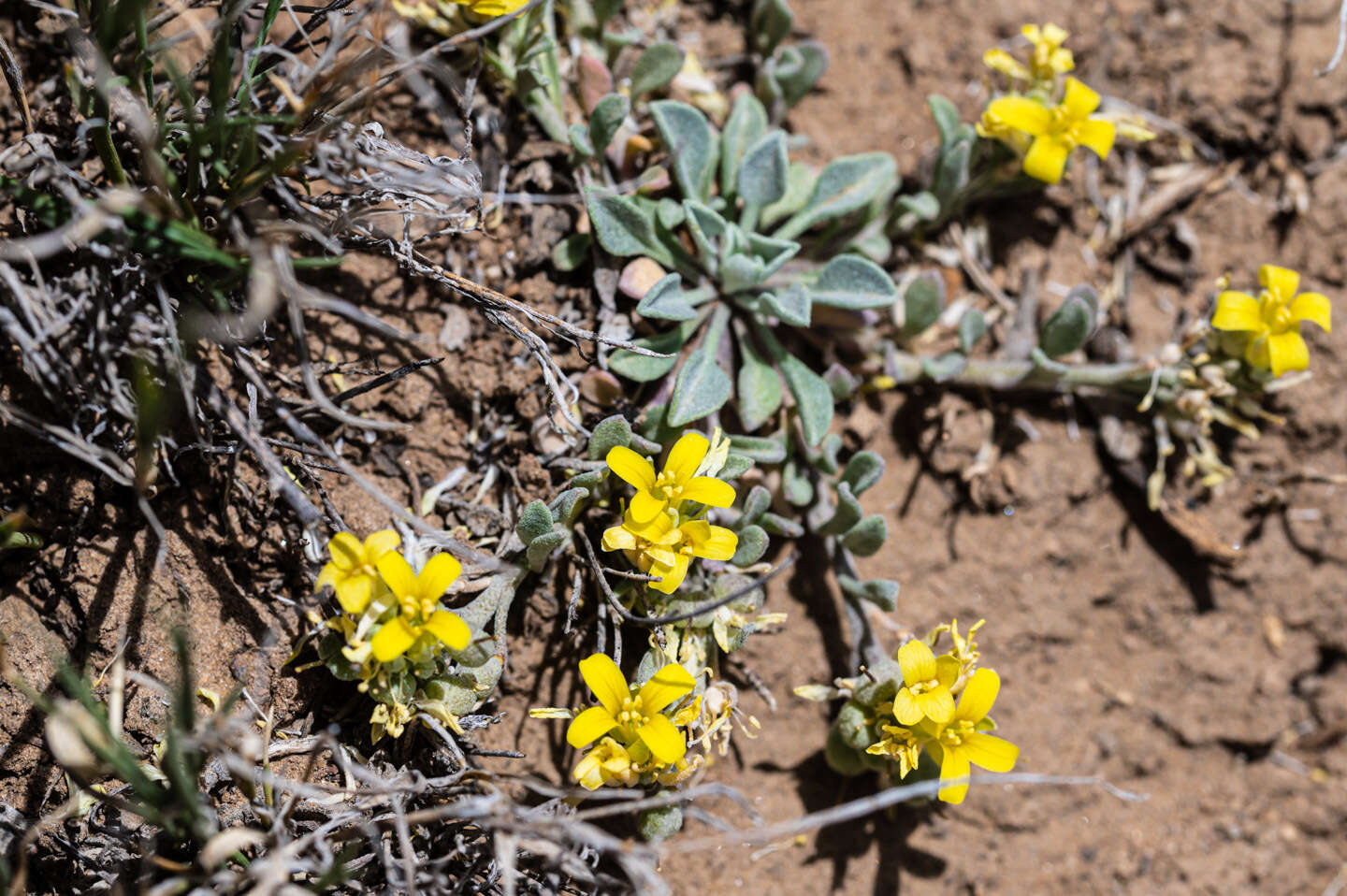 Physaria kingii subsp. kingii的圖片